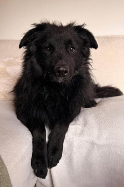 sanfter LENZIwartet in 22559 Hamburg!