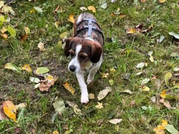 Kleinbleibende Kelly sucht ihre Chance