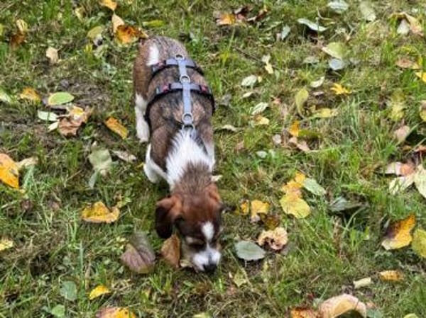 Kleinbleibende Kelly sucht ihre Chance