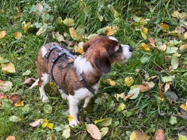 Kleinbleibende Kelly sucht ihre Chance