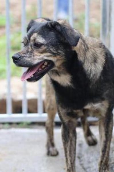 Babbit - verspielt u. aufgeweckt