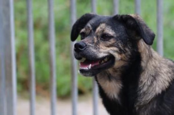 Babbit - verspielt u. aufgeweckt