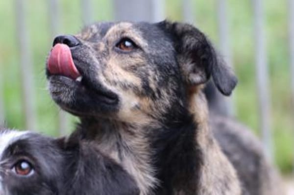 Babbit - verspielt u. aufgeweckt