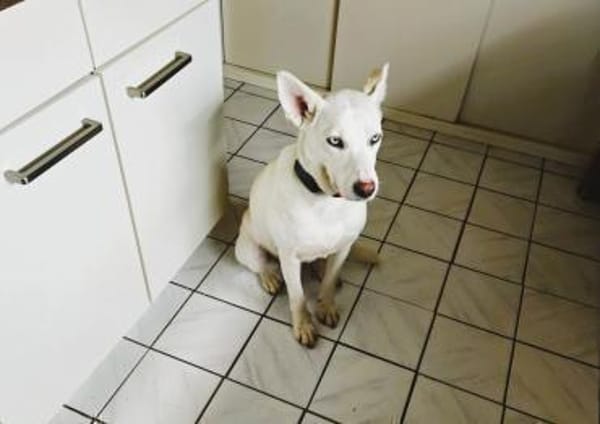 ❤Scilla...mit den wunderschönen Augen