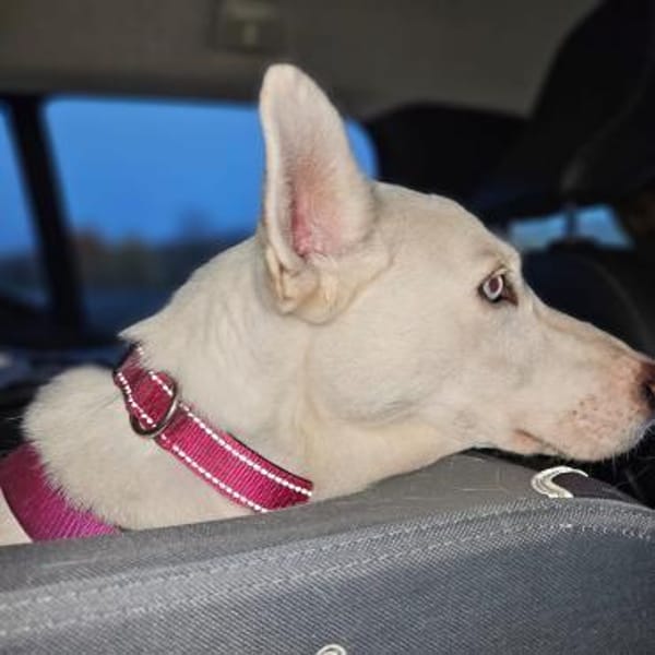 ❤Scilla...mit den wunderschönen Augen