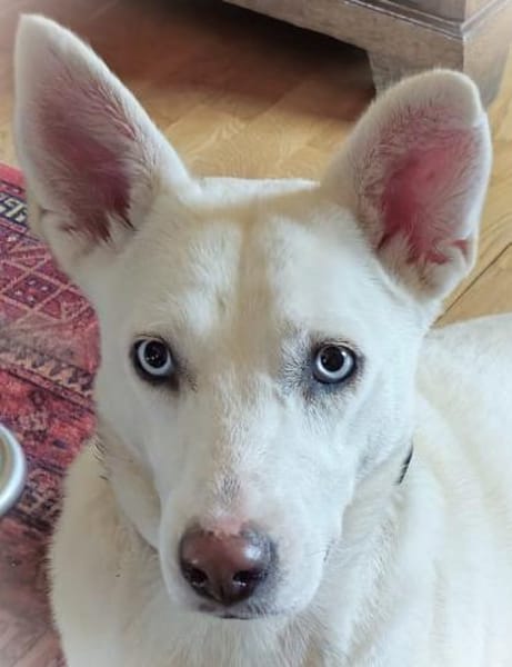 ❤Scilla...mit den wunderschönen Augen