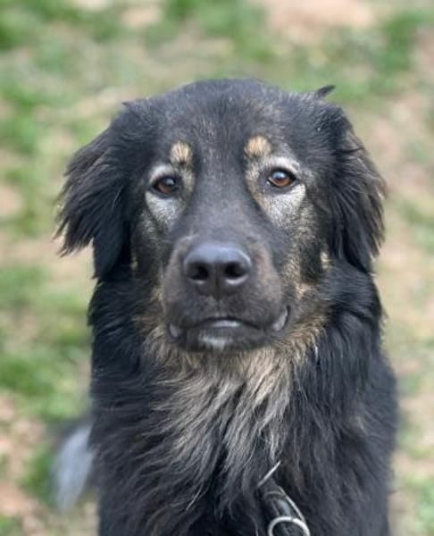 HAILEY - treu, verkuschelt, lieb