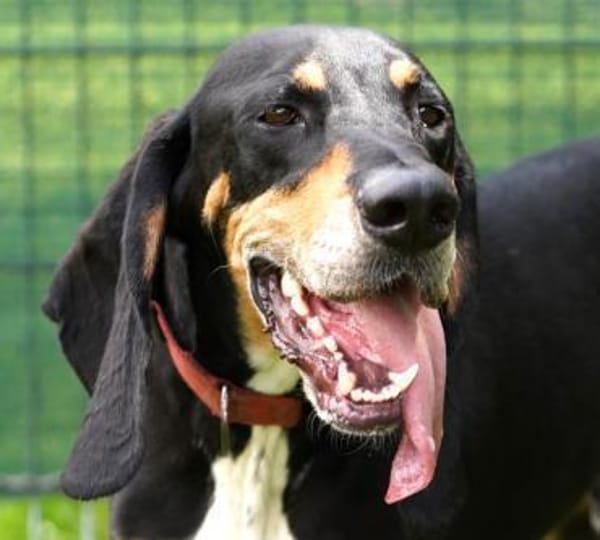 Rex - Schnüffelnase sucht Zuhause