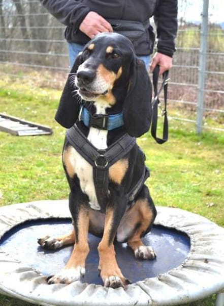 Rex - Schnüffelnase sucht Zuhause