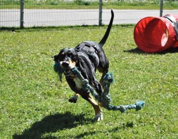 Rex - Schnüffelnase sucht Zuhause