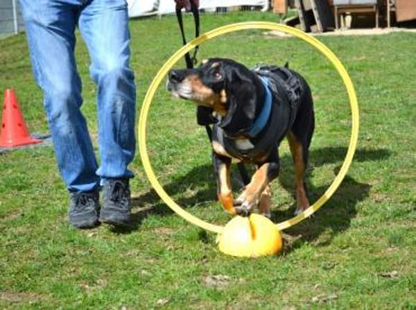 Rex - Schnüffelnase sucht Zuhause