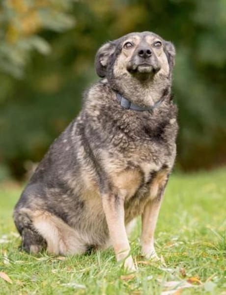 Gerda❤auf der Suche nach ihren Menschen