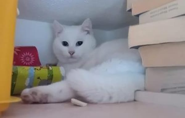 LADY, w., kastr., geb. 12/2023