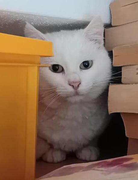 LADY, w., kastr., geb. 12/2023