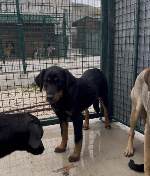 Wunderschöne Shey sucht ihr Zuhause!