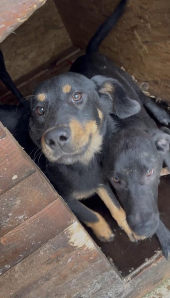 Wunderschöne Shey sucht ihr Zuhause!