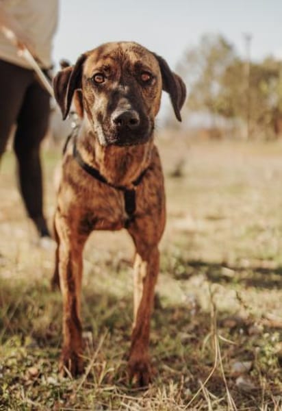 Herzenshund Bruno sucht seine Familie
