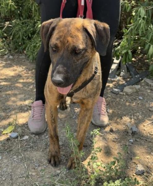 Herzenshund Bruno sucht seine Familie