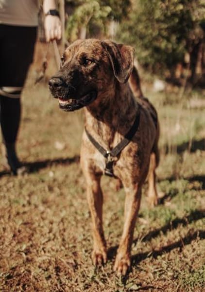 Herzenshund Bruno sucht seine Familie