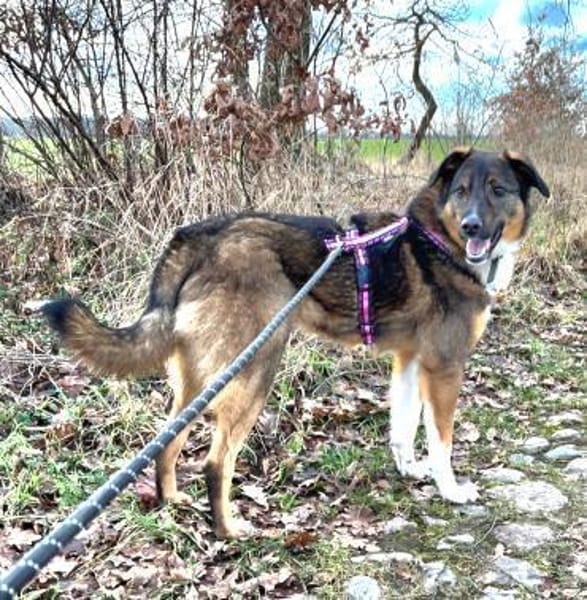 Lieber,sportlicher Mischa