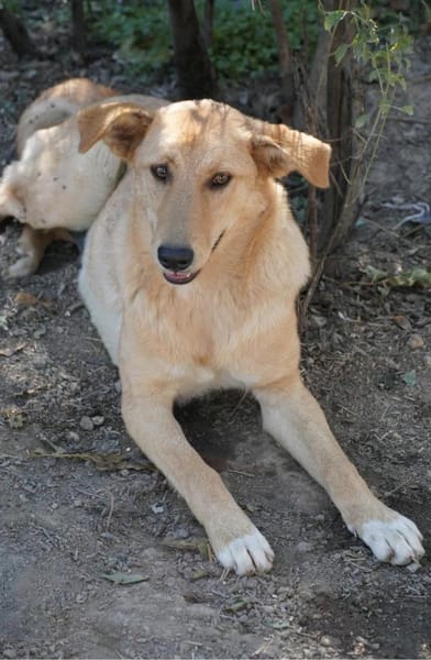 Unsere Finja - ein Seelenhund