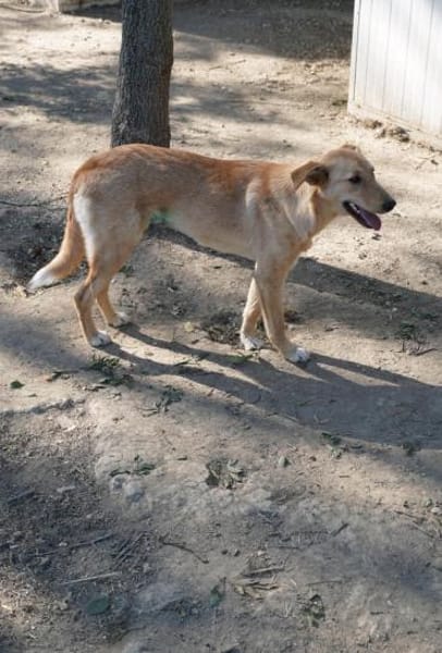 Unsere Finja - ein Seelenhund