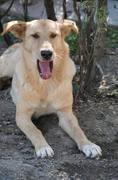 Unsere Finja - ein Seelenhund