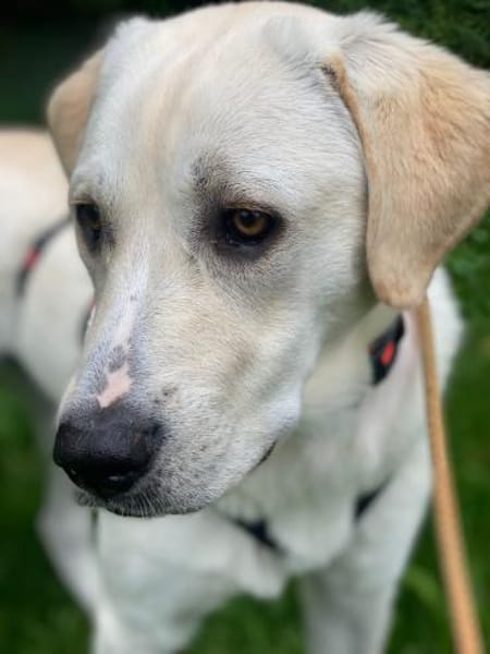 Mia - verschmust und kuschelbedürftig