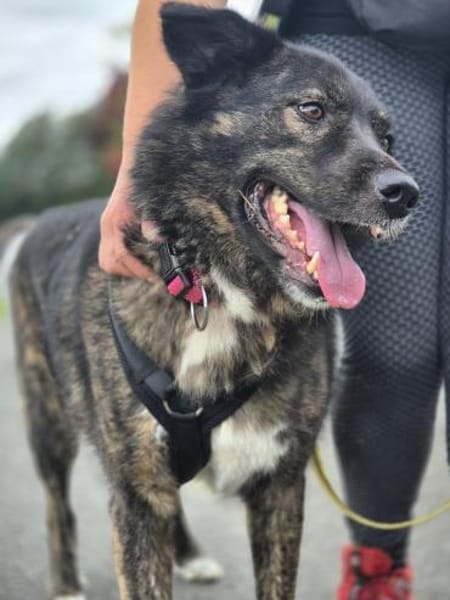 Ira - lieb und ruhig