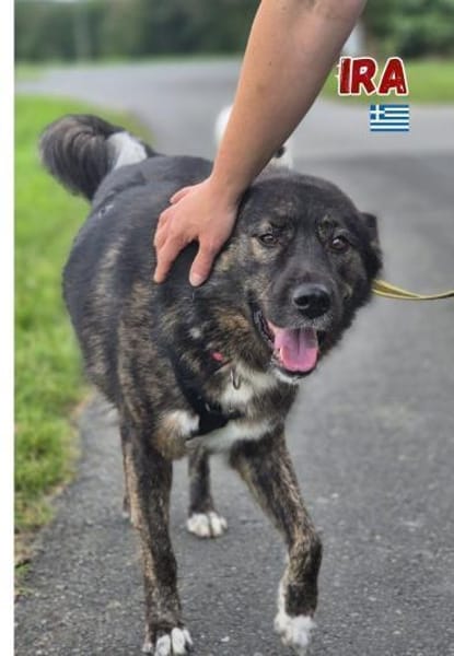 Ira - lieb und ruhig