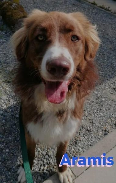Aramis - lernwillig und wachsam
