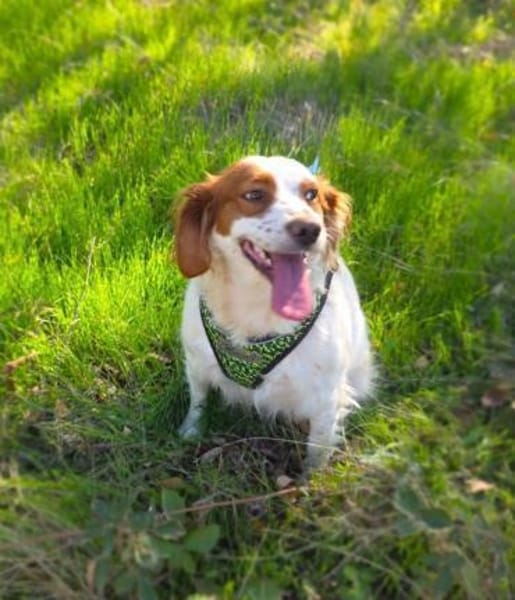 Liebenswerte Emma sucht Körbchen