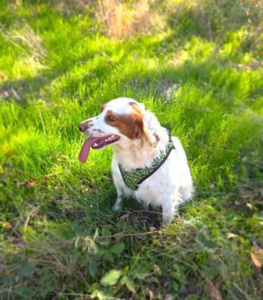 Liebenswerte Emma sucht Körbchen