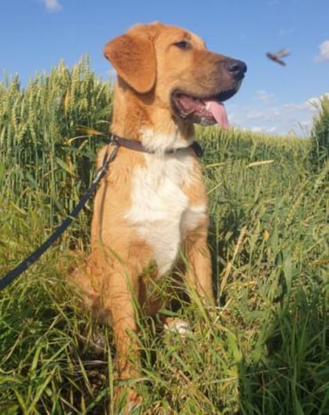 HSH-Mix-Lady♥Suvi♥63911 Klingenberg/Main