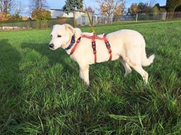 Snowflake eine sanfte Seele