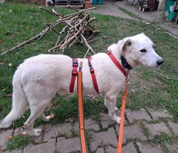 Snowflake eine sanfte Seele