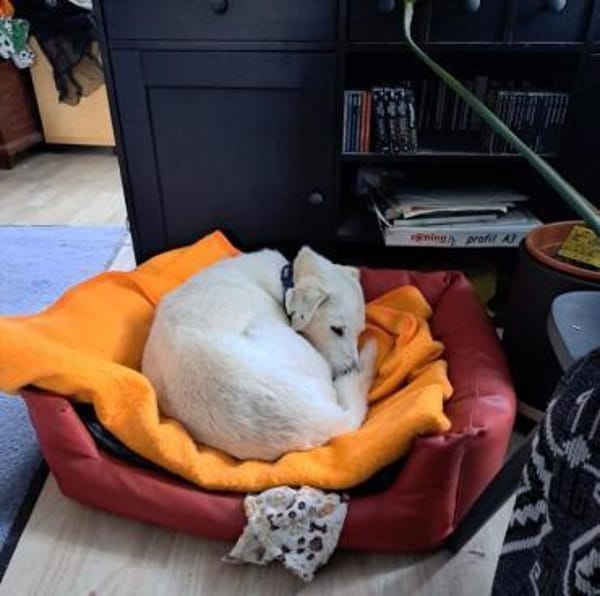 Snowflake eine sanfte Seele