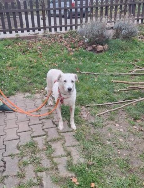 Snowflake eine sanfte Seele