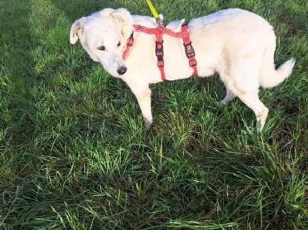 Snowflake eine sanfte Seele