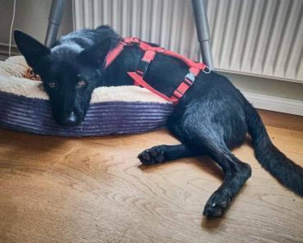 Schwarzer Schäferhund-Mischling Pan