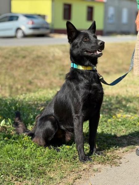 Schwarzer Schäferhund-Mischling Pan