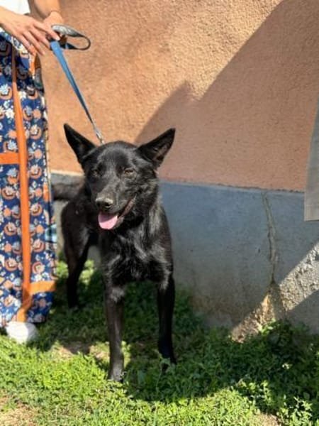 Schwarzer Schäferhund-Mischling Pan