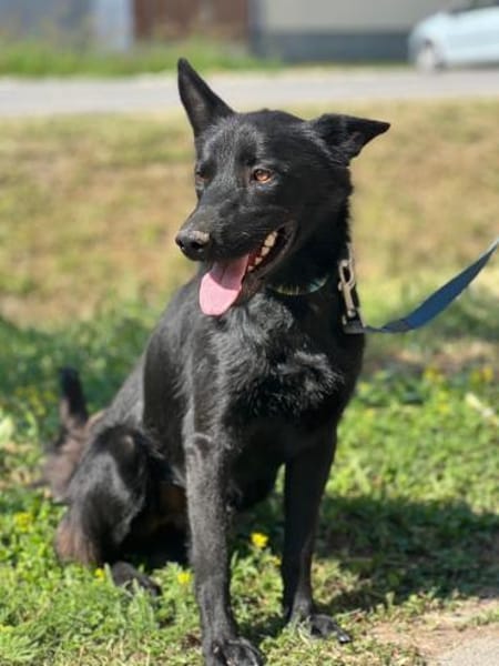 Schwarzer Schäferhund-Mischling Pan