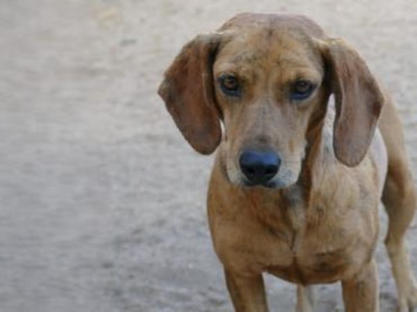 Dabi sucht ihr Zuhause