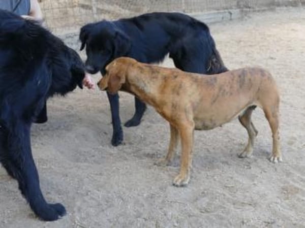 Dabi sucht ihr Zuhause