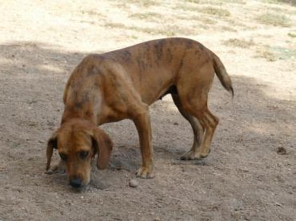 Dabi sucht ihr Zuhause