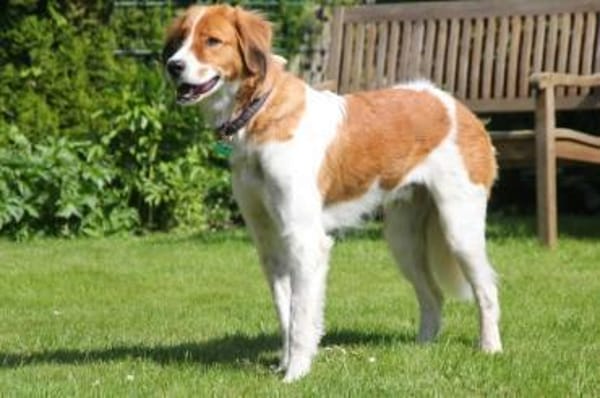 Nicos  Sensibelchen auf der Suche