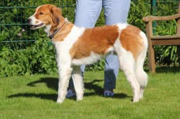 Nicos  Sensibelchen auf der Suche