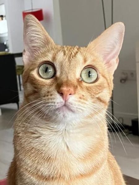 Jefa - Das Schicksal will es anders