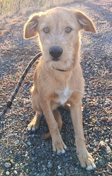 Romeo irrte auf der Strasse umher